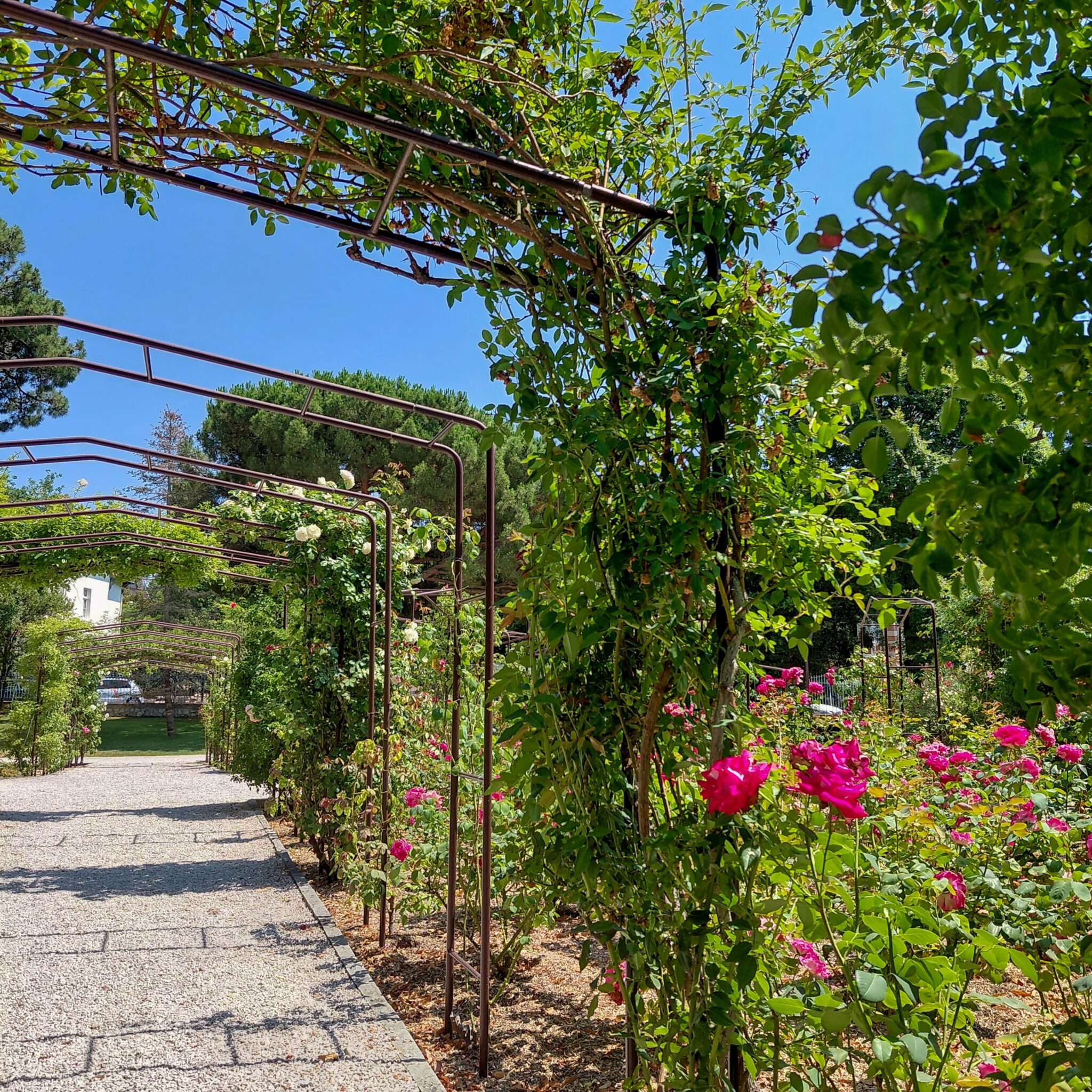 Allée fleurie à Arcachon, source d'inspiration colorée