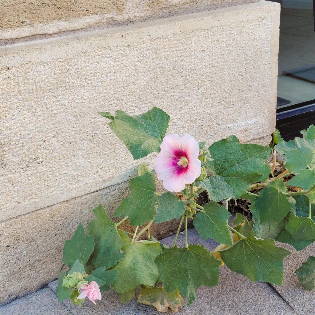 Fleur sauvage rose poussant au pied d'un mur